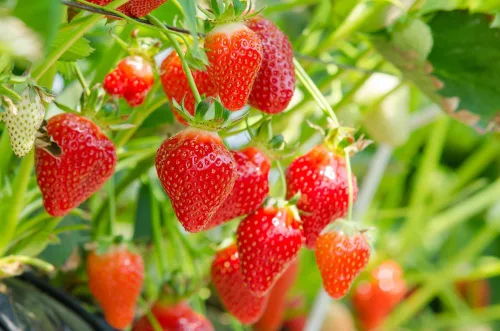Vista 2 de 10 plantas de raíz desnuda de fresa roja para cultivar, extremadamente resistentes
