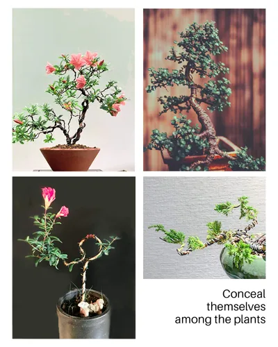 Vista 4 de Juego de 5 herramientas de alambre y bonsái para bonsái, alambre de árbol bonsái total de 164 pies para árboles Bonzai en interiores, 3 tamaños