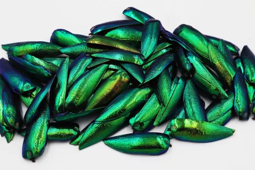 Vista 2 de 50 alas de escarabajo verde iridiscente sin perforar para hacer joyas, aretes de bricolaje y accesorios (50)