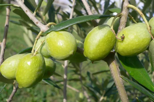 Vista 2 de Cat Cora's Kitchen - Aceitunas verdes sin hueso, orégano y limón, 2.3 onzas (paquete de 8)