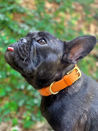 Vista 6 de Tuff Pupper Collar para Perro Clásico Resistente 10 Veces Más Fuerte que el Cuero Collar para Perro 100% Impermeable y Libre de Olores