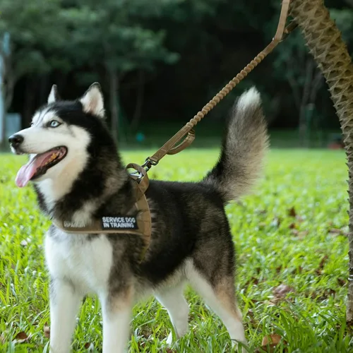 Vista 8 de EXCELLENT ELITE SPANKER Correa táctica elástica para perros con bungee, correa militar ajustable de liberación rápida con 2 asas de control (Negro)