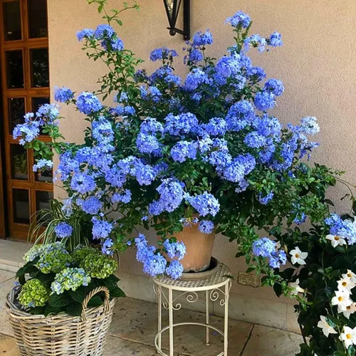 Vista 2 de 4 plantas vivas de plumbago azul, arbusto floreciente, 4-7 pulgadas de alto