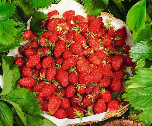 Vista 2 de Semillas Alpine Strawberry Aleksandria Red Everbearing Bayas de interior Frutas para plantar sin OMG