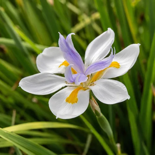 Vista 3 de African Iris White - 3 plantas vivas - Dietes Iridioides - Hierba de cobertura vegetal tolerante a la sequía