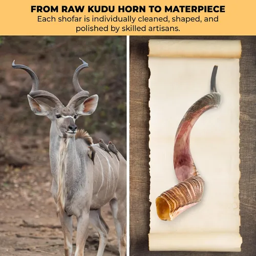 Vista 8 de YOMTOV-SHALOM Kudu Shofar a la venta Kosher de Israel Reyes Shofar Fábrica original de Shofar (13-18)