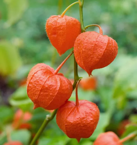 Vista 3 de Semillas Naranja Fresa Physalis Molida Cereza Vegetal No GMO Heirloom para plantar