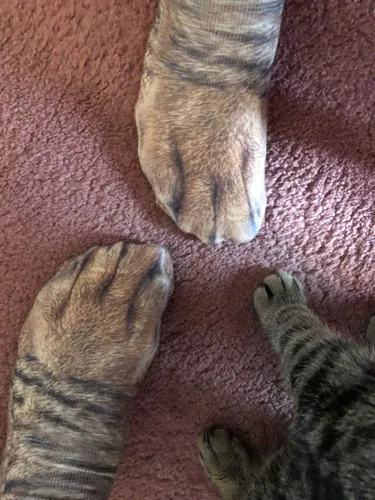 Vista 3 de Calcetines de pata de animales, calcetines divertidos para mujer, calcetines divertidos para hombres, regalos de broma para adultos