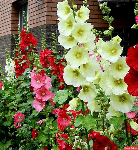 Vista 6 de Semillas Hollyhock Spring Double Mix Malva Flores perennes para plantar