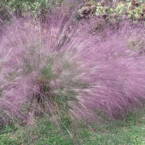 Vista 10 de Outsidepride 500 semillas perennes Eragrostis Elliotii Blue Eros Hierba ornamental de amor para siembra
