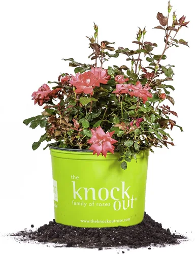 Vista 7 de Perfect Plants Double Red Knock Out Rose 1 galón, Guía de plantación de plantas vivas