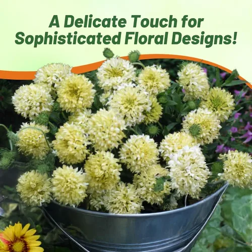 Vista 5 de Outsidepride Gaillardia Pulchella Sundance - Semillas de manta de crema para plantar, 1000 piezas de semillas de flores anuales, tolerantes al calor