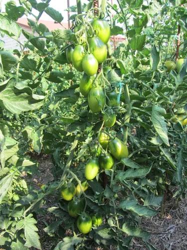 Vista 3 de Semillas Esmeralda Pera Tomate Verde Indeterminado No GMO Heirloom