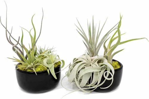 Vista 3 de Air Plant Shop Planta de aire grande ensamblada para jardín, al por mayor y a granel, suculentas, Tillandsia viva, plantas de interior y exterior