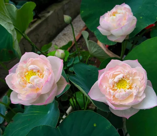 Vista 9 de Color mezclado Bonsai Bowl Lotus Water Lily Semillas (30 PCS)