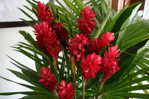 Vista 2 de Planta de jengibre roja hawaiana M2