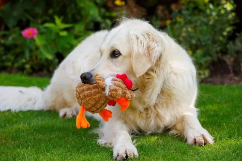 Vista 5 de Petface Farmyard Buddies - Juguete grueso para perros de pollo