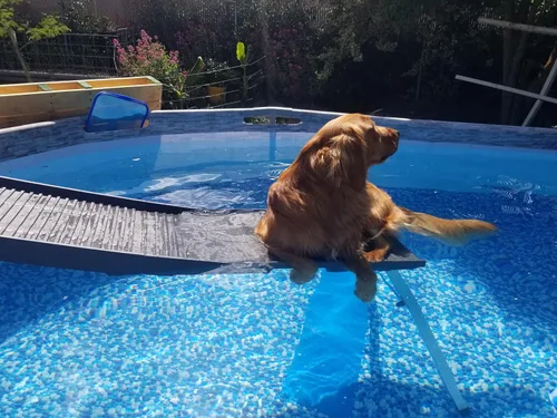 Vista 3 de PetStep Rampa para perros, para piscinas, patas estándar, grafito/gris