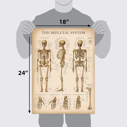 Vista 6 de Palace Learning Cuadro anatómico del sistema esquelético vintage, póster de anatomía de esqueleto humano (laminado, 18 x 24 pulgadas)