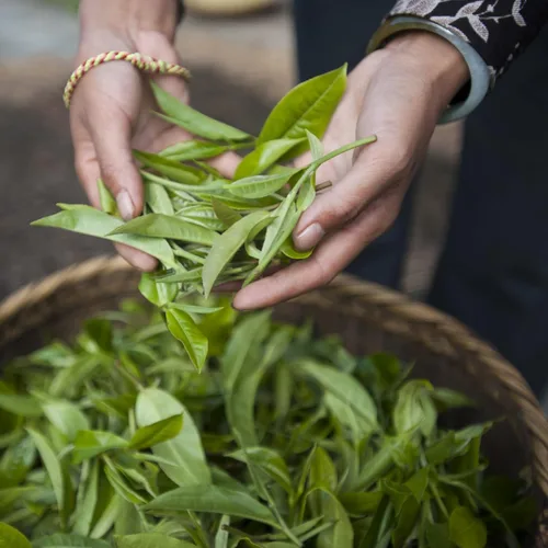 Vista 4 de Palais des Thés Té verde – Mezcla orgánica de bienestar brasileño para energía con matcha, mate, guaraná, acai y acerola – Té de hojas sueltas