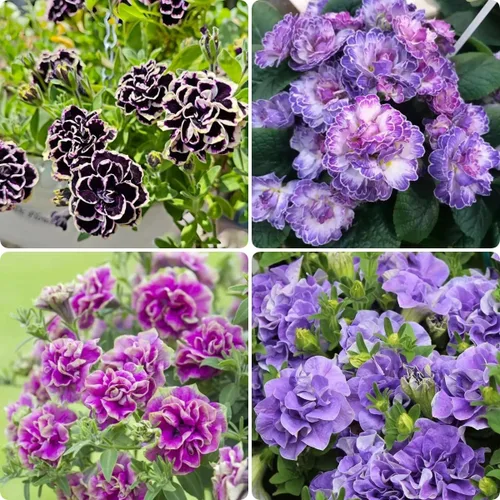 Vista 2 de Semillas de petunia (300 piezas) – Flores ornamentales de bajo mantenimiento, tolerantes al calor y de larga floración, de bajo cuidado, perfectas