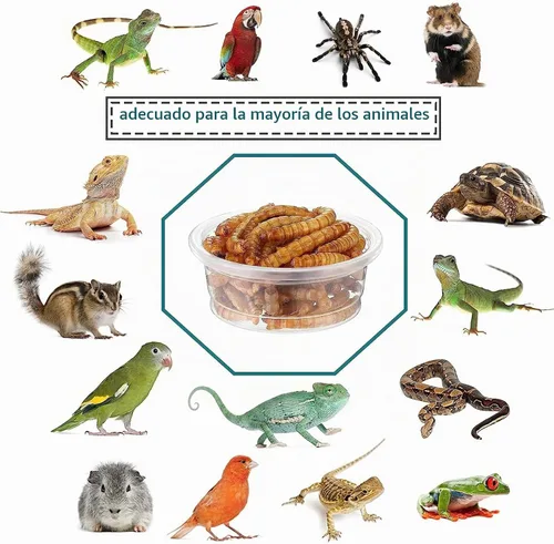 Vista 5 de Vasos de alimentación de agua y alimentos con cresta de Gecko de 0.5 onzas, cuencos de alimentación de reptiles, plato de comida de repuesto