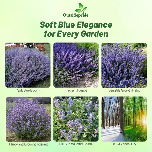 Vista 2 de Outsidepride Nepeta Mussinii - Semillas de hierba gatera – 1000 semillas perennes, tolerantes al calor y la sequía para plantar flores azules
