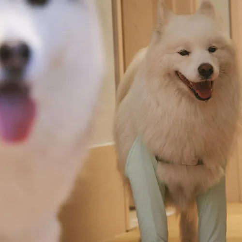 Vista 7 de Protector de codo para perro con seda de hielo transpirable, manga delantera para pierna con correa para el hombro, codo antilamer para higroma