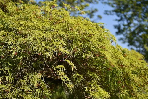 Vista 3 de 10 Upright Green LACELEAF Maple Japanese Seiryu Acer Palmatum Dissectum Viridis Tree Seeds