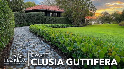 Vista 4 de Clusia Guttifera - Hoja pequeña 3 plantas vivas Clusia guttifera Plantas de cobertura de privacidad Arbusto de hoja perenne para paisajismo