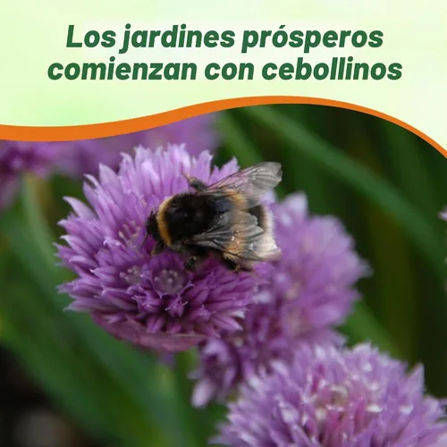 Vista 5 de Outsidepride Semillas de jardín de hierbas de cebollino perenne de 1 oz para microverdes, brotes y cocina