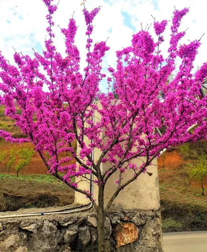 Vista 7 de 50 semillas de árbol Redbud Arbusto Cercis o Bonsái Rosa Púrpura Flor Semillas Raras