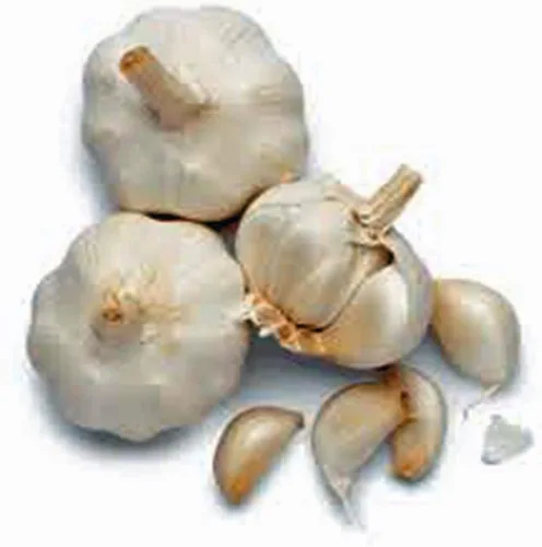Vista 5 de BOMBILLA DE AJO (SIETE), BOMBILLA DE AJO FRESCA CALIFORNIA SOFTNECK PARA PLANTAR Y CULTIVAR TU PROPIO AJO O COCINAR TU COMIDA FAVORITA.