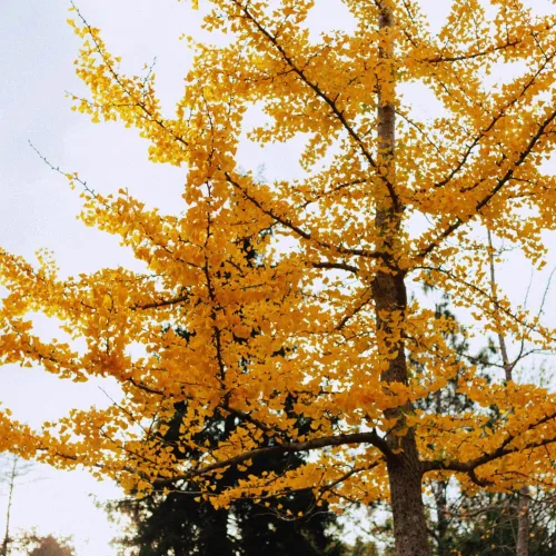 Vista 3 de Juego de 2 plantas de ginkgo vivas con raíces desnudas, 6 a 12 pulgadas de alto, árboles de ginkgo biloba para jardín, patio o decoración