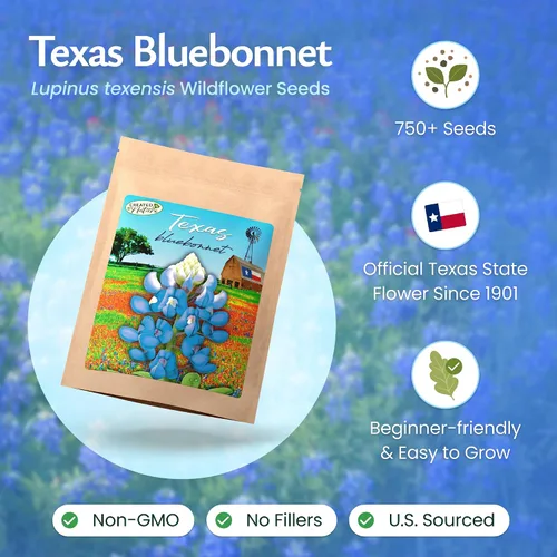Vista 2 de Created By Nature Texas Bluebonnet Seeds, más de 750 semillas de flores silvestres, Texas State Flower