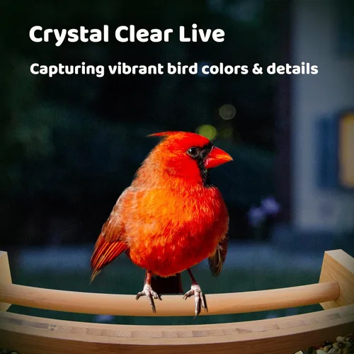 Vista 2 de NETVUE by Birdfy - Comedero inteligente para pájaros con cámara, alimentado por energía solar, vapor vivo de 2K y IA Identificación de especies