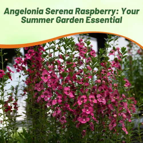 Vista 6 de Outsidepride Serenita Raspberry Angelonia - Semillas de dragón para plantar, 15 semillas de flores perennes, aptas para polinizadores, tolerantes al
