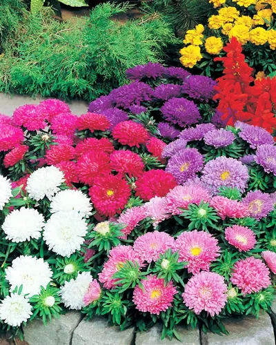 Vista 4 de Semillas Aster Mezcla Enana Anual Flores de jardín para plantar