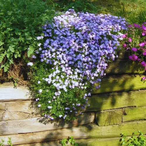Vista 7 de Blue Phlox - Planta viva, Phlox perenne rastrera, Phlox rastrero de lavanda azul-púrpura, planta de inicio de 1 a 3 inc. y bien enraizada