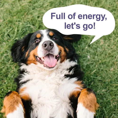 Vista 9 de Hongo para perros – 7 suplementos de hongos para perros, apoya la salud articular, cognición, celular e intestinal con melena de león, reishi, cola