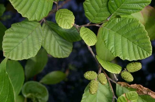 Vista 2 de 30 semillas de aliso de avellana para plantar - Alnus incana Rugosa