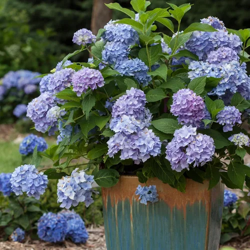Vista 5 de Endless Summer Hortensia Original, 1 galón