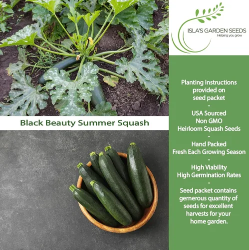 Vista 2 de Isla's Garden Seeds - Semillas de calabaza verde de verano Black Beauty para plantar - Más de 25 semillas tradicionales por paquete, sin OMG, nombre