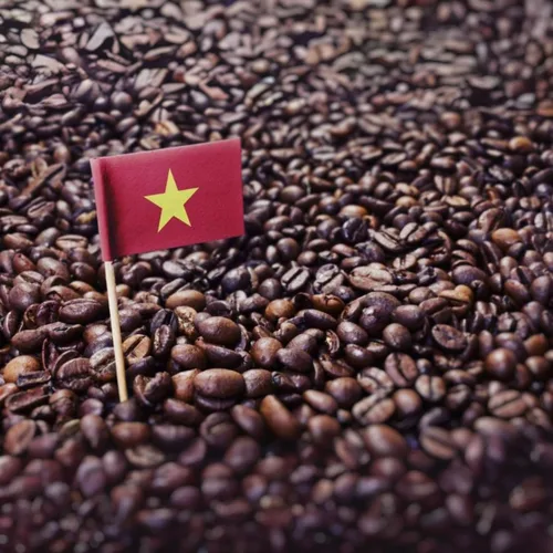 Vista 3 de Kaya Kopi Granos de café arábica Kopi Luwak de Indonesia Wild Palm Civets (miel kopi, 3.52 onzas (paquete de 1))