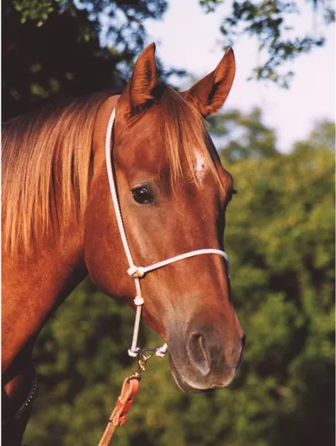 Vista 2 de Martin Saddlery Auriculares de cuerda