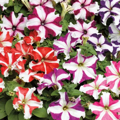 Vista 3 de 500 Semillas Petunia Starfall F1 Rainbow Mix Flores Anuales de Interior Sin OMG