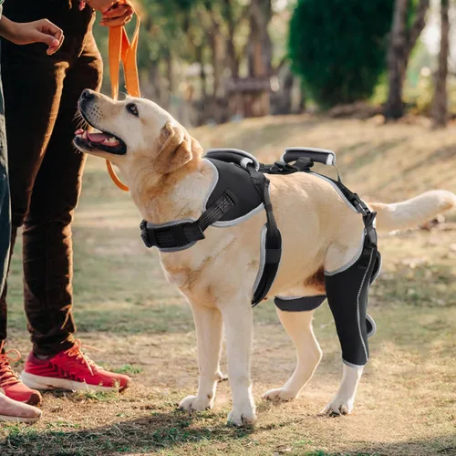 Vista 2 de Arnés para perro con asa, arnés para perro, chaleco de apoyo emocional, arnés para perro de servicio, arnés para perro, arnés para perro sin