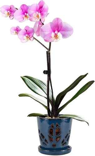 Vista 16 de W&W Maceta de orquídeas con agujeros y platillo para trasplantar, verde azulado, 9.7 pulgadas