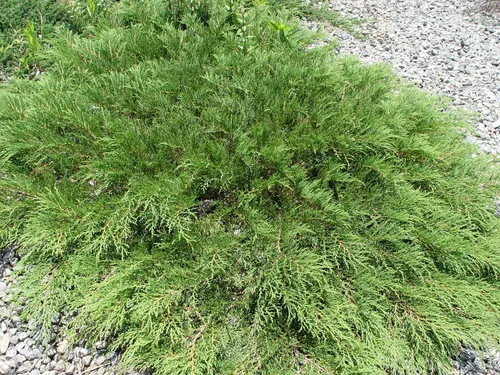 Vista 4 de Microbiota decussata (ciprés ruso) Evergreen, #3 - Tamaño Contenedor