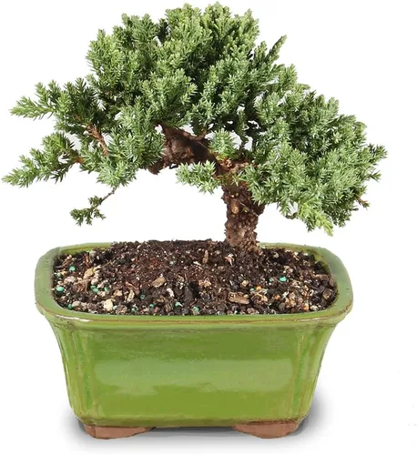 Vista 3 de Brussel's Bonsai - Árbol bonsái vivo de enebro pequeño